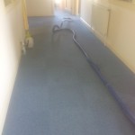 carpet cleaning tenancy