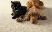 pets fleas and mites carpet cleaning